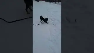 #Сиба-ину Норико зима #бег