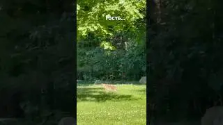 Гость…
