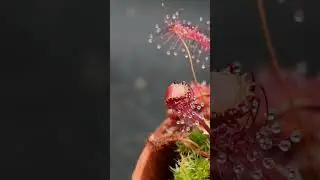 Fly caught by a carnivorous plant #shorts