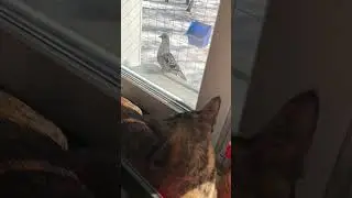 Голубь прилетел