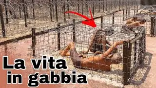 Qui È Peggio Dell'inferno! Le Prigioni Più Terribili Del Mondo