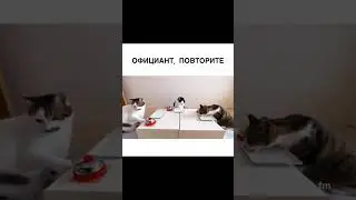 Смешные коты в ресторане