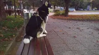Alaskan Malamute howls at the siren and is happy to see hu-mom