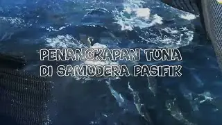 Incredible tuna fishing in the Pacific Ocean