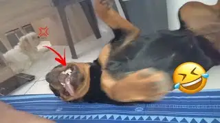 so you think you want a rottweiler? be ready (clingy) watch this
