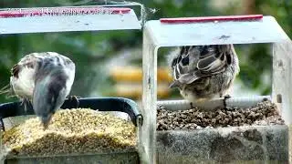 Воробьи в кормушке - Свежий завтрак