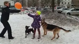 ТАК И ГУЛЯЕМ. Овчарка и стаффи