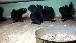 Статные Голуби.avi