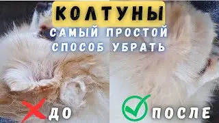 Как быстро и легко расчесать колтуны у собаки 🐾Уход за шпицем