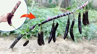 Grafting Sugarcane with eggplant gets the most eggplant