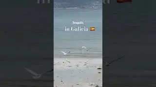 Seagulls in Galicia - watch them take flight. Majestic. #sanxenxo #galicia #spaintravel
