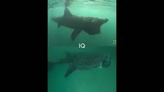 Basking Shark vs Whale Shark 