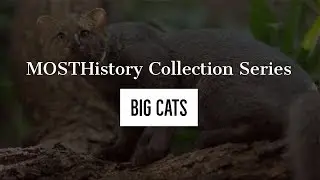 MOSTHistory Collection Series: Big Cats