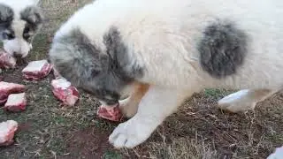 Central Asian Shepherd Alabai