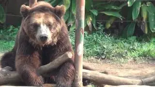 Crazy Bear