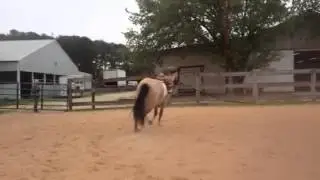 Hermes lunging right 4-6-2014