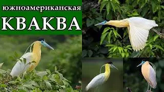 ЮЖНОАМЕРИКАНСКАЯ  КВАКВА