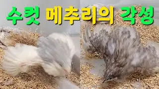 수컷 메추리의 각성과 소란