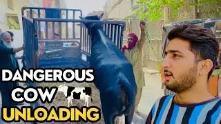 Hamari Cow Ghar Agye 🐄 Cow Unloading ♥️ | Cow Bhag Gaye 🥺