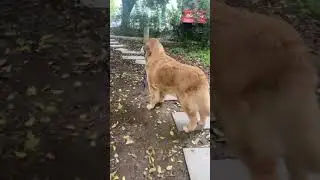 狗又可爱又有趣 #45 -  金毛猎犬🐕🐕🐶