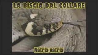 SERPENTI ITALIANI: IL BIACCO, VIPERA ASPIS e BISCIA DAL COLLARE