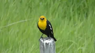 Yellowheaded Blackbird