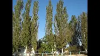ТОПОЛЯ