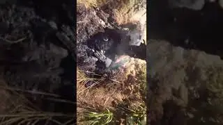 Kashmir News Trust....Jungle smugglers set tree stumps on fire to make them hollow