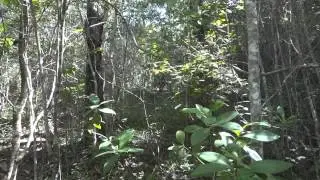 Trilha em Uberlândia - 01