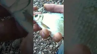 ПОДЛЕЩИК НА МОРМО. HITMAN от DAYO. #мормышинг  #рыбалка #бюджетныймормоспиннинг #fishing #подлещик