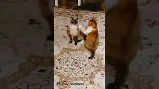 как же меня все бесит