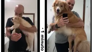 FILHOTE CRESCENDO 12 MESES | GOLDEN RETRIEVER BORDER COLLIE MIX