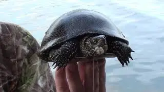 На Ахтубе рыбачат все! Змеи и ...другие "кусачие гады..."
