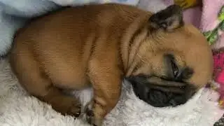 Sleeping French bulldog puppy making noises