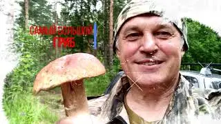 грибы 2020