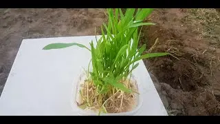 Como sembrar la germinación  del maíz 🌽 y separar las raíces.