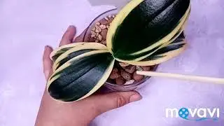 Сого Вивьен. Посадка, уход. Чем и как поливаю😊