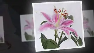 Koleksi Foto Bunga Pink I Pink Flowers I YT Me