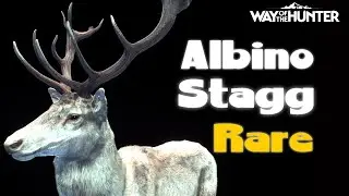 WAY OF THE HUNTER - WARNING! don't ruin your rare experience.