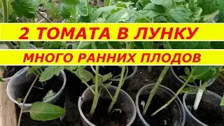 2 ТОМАТА В ЛУНКУ, МНОГО РАННЕГО УРОЖАЯ   СУПЕР СПОСОБ