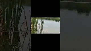 Подборка поклёвок карася #5