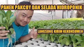 PANEN PAKCOY DAN SELADA - Pemasaran Melalui Medsos, Kirim Ke Resto Langganan, Penerapan Pola Tanam