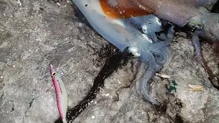 Për peshq qe gjuhen si kokudh nate!😀