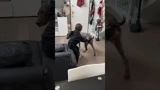 Ginny e la sua doppia personalità 😂😂 