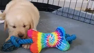Goldador Puppies family play time, trying to name the puppies, puppies playing