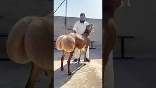 Курдюк. Бараний жир 