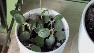 One of 3 plants that attract money