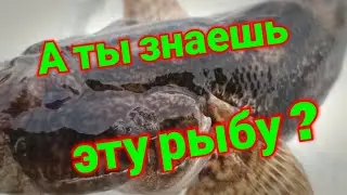Бычок. Речной симпотяга.
