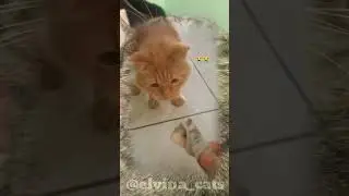 Kucingnya bisa jdi tuyul#catlover #cat #shorts