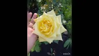 розы в цвету